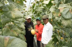 Wajib Ditiru Kisah Sukses Ini, Bumkal Sumberharjo Prambanan Sukses Budi Daya Melon Premium