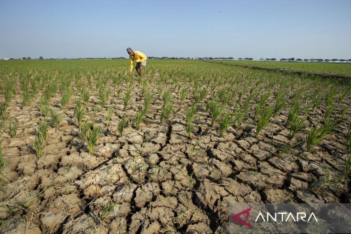 BMKG: El Nino 2026 Kategori Kuat Picu Kemarau Lebih Panja...