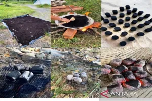 Briket dari Ampas Kopi Karya Dosen UTU Diakui Negara, Kemenkum Terbitkan Sertifikat Paten,