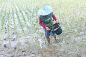 Distan Lebak Jamin Penyaluran Pupuk Bersubsidi Aman Hingga Desember 2026