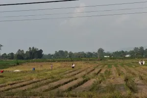 Harga Gabah, Kopi, dan Kakao Naik, Daya Beli Petani Lampung Ikut Menguat.