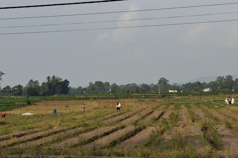 Harga Gabah, Kopi, dan Kakao Naik, Daya Beli Petani Lampu...