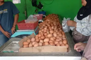 Harga Telur di Tingkat Pengecer di Kabupaten Lebak Turun