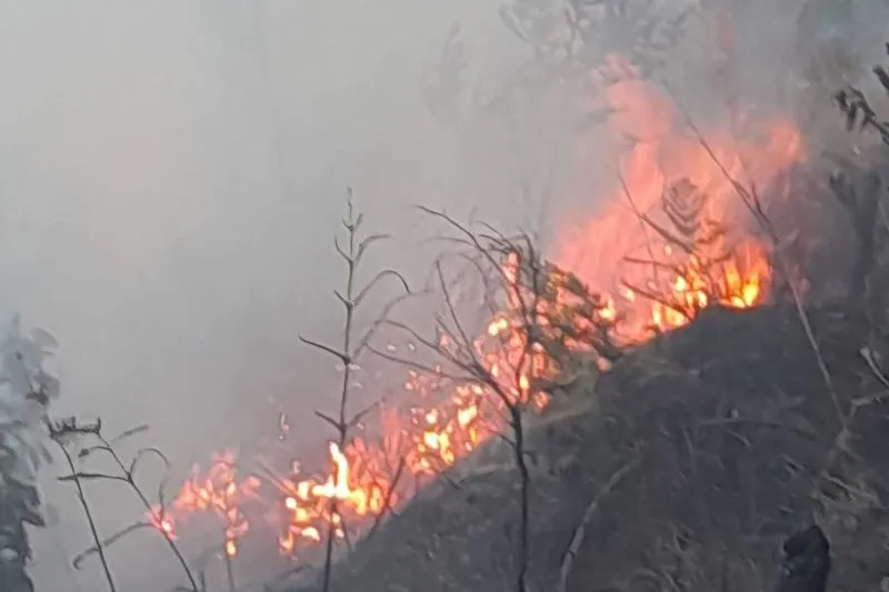 Kebakaran Hutan Melanda Bromo, Tiga Jalur Ditutup Wisataw...