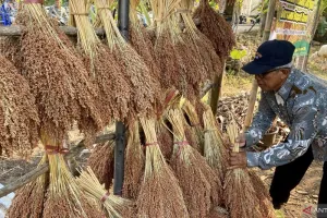 Pemerintah Kabupaten Bantul Upayakan Sektor Pertanian Tak Terdampak Kekeringan