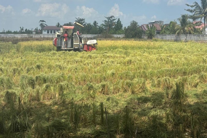 Ribuan Hektare Lahan Pertanian di Kalsel Terancam Puso ak...