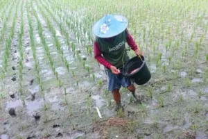Semoga Bukan Hanya Janji Kosong, Distan Lebak Jamin Penyaluran Pupuk Lancar Dukung Swasembada Pangan