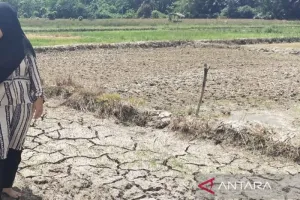 Tak Mau Kecolongan, Bappena...