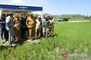Program Cetak Sawah Baru di Pohuwato Sukses, Lahan 20 Hektare Panen Dua Kali.