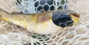 Studi pada Ikan: Sel Kanker Ternyata Bisa Menular