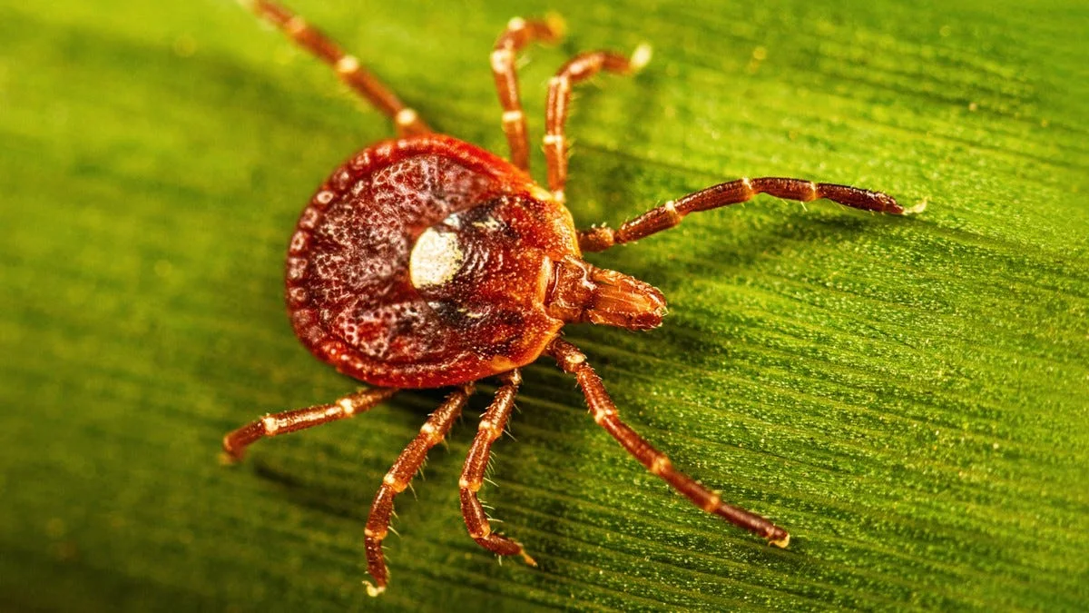 Virus Bourbon: Infeksi Langka Lewat Kutu yang Tingkat Pen...