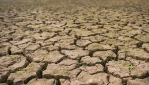 WFP Peringatkan El Nino Bisa Picu Lonjakan Kerawanan Pangan