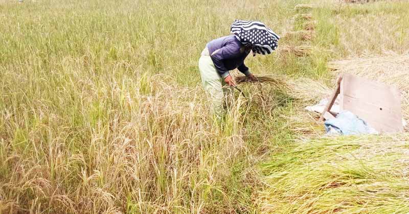 Dihantam Kekeringan Panjang, Petani Lebak Pilih Panen Leb...
