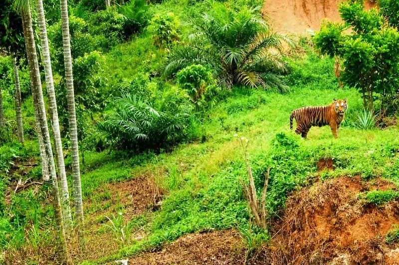 Gejala Alam Apa Ini Sampai Harimau Berkeliaran di Permuki...