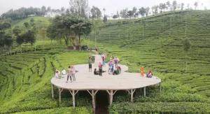 Kebun Teh Sirah Kencong, Te...