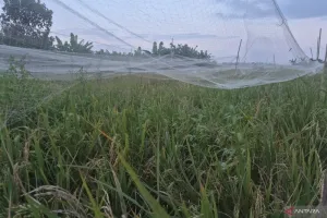 Kemarau Picu Penundaan Masa Tanam, DPKP Kota Jambi Soroti Krisis Air di Sawah Tadah Hujan.