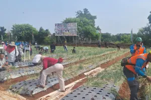 Lahan Terbatas Bukan Hambat...