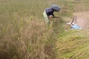 Memanen Lebih Cepat demi Menyelamatkan Harapan