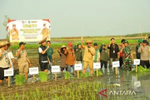 Pertanian Kabupaten Hulu Sungai Utara Tetap Optimal, meski di Musim Kemarau