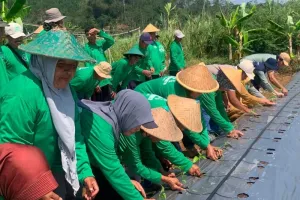 Antisipasi Lonjakan Harga, Jateng Perluas Lahan Cabai Rawit di Temanggung