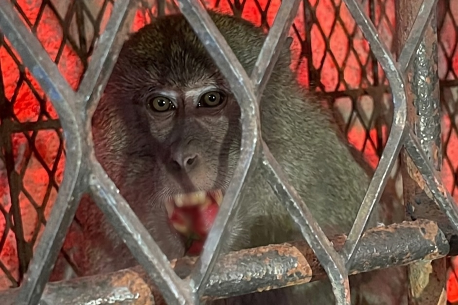 Monyet Liar Peneror Warga di Tembilahan Berhasil Ditangkap, 18 Orang Jadi Korban 