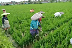 Regenerasi Petani Tak Bisa Ditunda, Sleman Rayu Gen-Z Turun ke Sawah