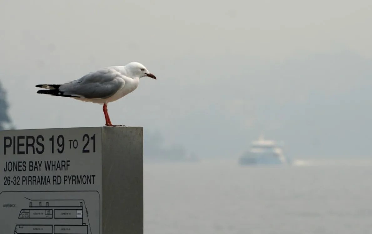 Semoga Tidak Menular ke Indonesia, Kasus Flu Burung Menin...