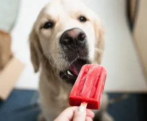 Awas Kena Heatstroke! Ini Cara Menjaga Anjing Kesayangan Tetap Sejuk Meski Tanpa AC