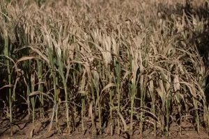 Gelombang Panas Hantam Prancis, Panen Jagung Anjlok 35 Persen ke Level Terendah Sejak 1980