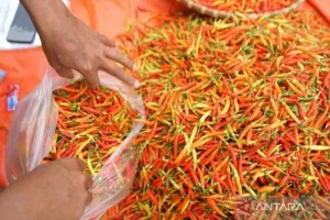 Harga Cabai Rawit Rp59.650/...