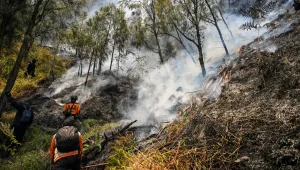 Kebakaran Gunung Bromo Makin Meluas, 127 Hektare Hutan Ludes Dilalap Api