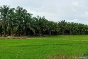 Penajam Paser Utara Terapkan Pertanian Modern untuk Dongkrak Produksi Padi.
