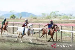 278 Peserta Ikuti Lomba Pacuan Kuda Bupati Cup di Sumbawa