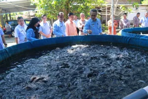 Dari Lahan Tidur Jadi Kolam Produktif, DIY Genjot Budi Daya Lele dan Nila