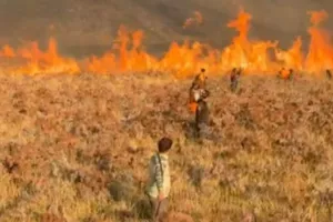 Gawat Kobaran Api Terus Menjalar, Karhutla di Gunung Bromo Semakin Meluas Akibat Angin Kencang