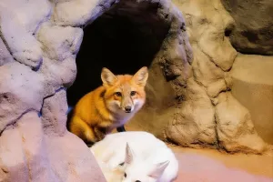 Ada Satwa Baru di Jakarta Aquarium Safari, Red Fox dan Arctic Fox