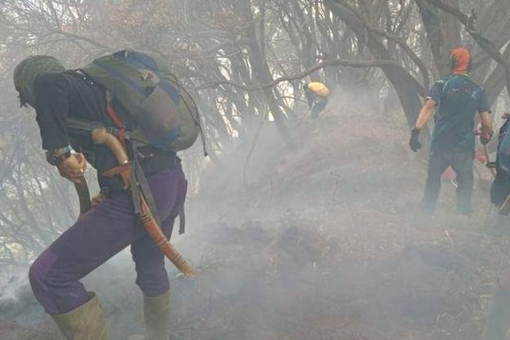 Akibat Kebakaran di Gunung Gede Pangrango, Jalur Pendakia...