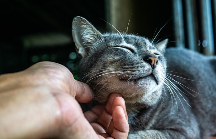 Kenapa Kucing Suka Dielus? Begini Cara Membelai yang Benar dan Disukai Anabul
