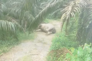 Lagi-lagi Terjadi! Gajah Sumatra Ditemukan Tergeletak Tak Bernyawa di Perkebunan Sawit Aceh Tamiang