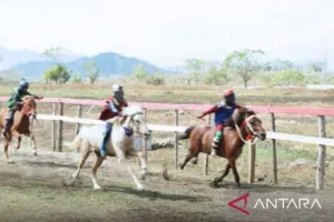 Meningkat Signifikan, 278 Peserta Ikuti Lomba Pacuan Kuda Bupati Cup di Sumbawa