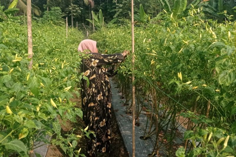 Musim Kemarau, Petani Cabai di Lebak Raup Keuntungan Puluhan Juta ‎