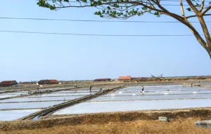 Pemkab Pati Bantu Penyerapan Garam Hasil Produksi Petani