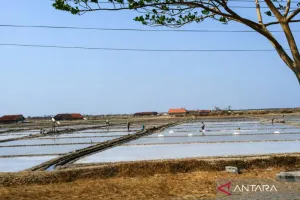 Pemkab Pati Optimalkan Penyerapan Garam Petani Menyusul Produksi yang Melimpah