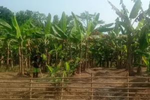Perkuat Kemandirian Pangan, Distan Lebak Ajak Warga untuk Manfaatkan Lahan Tidur