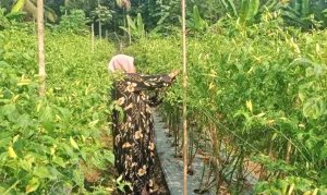 Petani Cabai di Lebak, Moda...