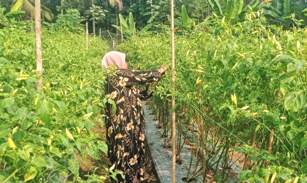 Petani Cabai di Lebak, Modal 20 Juta, Untung 60 Juta