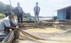 Puluhan Ton Ikan Keramba Ma...