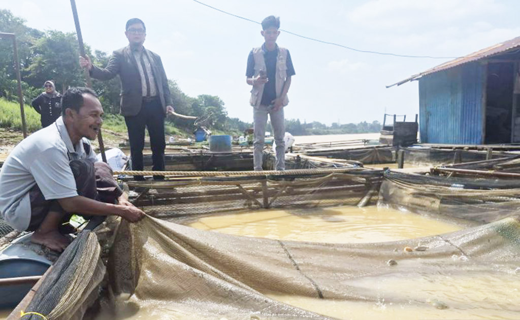 Puluhan Ton Ikan Keramba Mati Diduga akibat Sungai Batang...