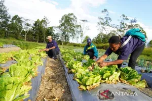 Swasembada Pangan Tak Bisa Ditunda, Papua Pegunungan Perkuat Pertanian