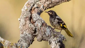 Wabah Flu Burung Australia Melejit hingga Lewati 200 Kasus